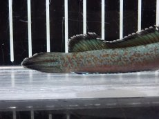 画像6: 【淡水魚】【通販】激安 No3 チャンナ sp ゴールドダスト【個体販売】(±11cm)（大型魚・スネークヘッド）（生体）（熱帯魚）NKO (6)