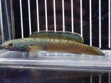 画像1: 【淡水魚】【通販】激安 No4 チャンナ sp ゴールドダスト【個体販売】(±11cm)（大型魚・スネークヘッド）（生体）（熱帯魚）NKO (1)