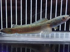 画像1: 【淡水魚】【通販】激安 No5 チャンナ sp ゴールドダスト【個体販売】(±13cm)（大型魚・スネークヘッド）（生体）（熱帯魚）NKO (1)