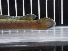 画像6: 【淡水魚】【通販】激安 No5 チャンナ sp ゴールドダスト【個体販売】(±13cm)（大型魚・スネークヘッド）（生体）（熱帯魚）NKO (6)