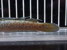 画像3: 【淡水魚】【通販】爆安 No6 チャンナ sp ゴールドダスト【個体販売】(±12cm)（大型魚・スネークヘッド）（生体）（熱帯魚）NKO (3)