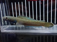 画像4: 【淡水魚】【通販】爆安 No7 チャンナ sp ゴールドダスト【個体販売】(±13cm)（大型魚・スネークヘッド）（生体）（熱帯魚）NKO (4)