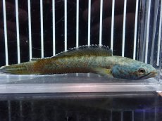 画像1: 【淡水魚】【通販】激安 No8 チャンナ sp ゴールドダスト【個体販売】(±12cm)（大型魚・スネークヘッド）（生体）（熱帯魚）NKO (1)