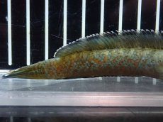 画像3: 【淡水魚】【通販】激安 No8 チャンナ sp ゴールドダスト【個体販売】(±12cm)（大型魚・スネークヘッド）（生体）（熱帯魚）NKO (3)