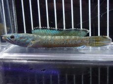 画像4: 【淡水魚】【通販】激安 No8 チャンナ sp ゴールドダスト【個体販売】(±12cm)（大型魚・スネークヘッド）（生体）（熱帯魚）NKO (4)