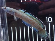 画像1: 【淡水魚】【通販】激安 No9 チャンナ sp ゴールドダスト【個体販売】(±11cm)（大型魚・スネークヘッド）（生体）（熱帯魚）NKO (1)