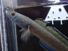 画像2: 【淡水魚】【通販】激安 No9 チャンナ sp ゴールドダスト【個体販売】(±11cm)（大型魚・スネークヘッド）（生体）（熱帯魚）NKO (2)