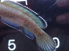 画像3: 【淡水魚】【通販】激安 No9 チャンナ sp ゴールドダスト【個体販売】(±11cm)（大型魚・スネークヘッド）（生体）（熱帯魚）NKO (3)