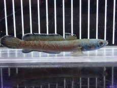 画像4: 【淡水魚】【通販】激安 No9 チャンナ sp ゴールドダスト【個体販売】(±11cm)（大型魚・スネークヘッド）（生体）（熱帯魚）NKO (4)