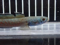 画像5: 【淡水魚】【通販】激安 No9 チャンナ sp ゴールドダスト【個体販売】(±11cm)（大型魚・スネークヘッド）（生体）（熱帯魚）NKO (5)