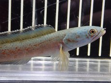 画像2: 【淡水魚】【通販】大特価 No1 チャンナ sp ゴールドダスト【個体販売】(±11cm)（大型魚・スネークヘッド）（生体）（熱帯魚）NKO (2)