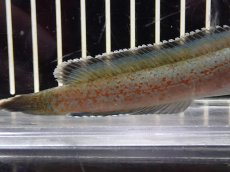 画像3: 【淡水魚】【通販】大特価 No1 チャンナ sp ゴールドダスト【個体販売】(±11cm)（大型魚・スネークヘッド）（生体）（熱帯魚）NKO (3)