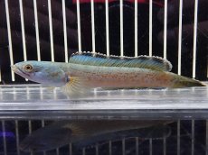 画像4: 【淡水魚】【通販】大特価 No1 チャンナ sp ゴールドダスト【個体販売】(±11cm)（大型魚・スネークヘッド）（生体）（熱帯魚）NKO (4)