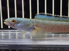 画像5: 【淡水魚】【通販】大特価 No1 チャンナ sp ゴールドダスト【個体販売】(±11cm)（大型魚・スネークヘッド）（生体）（熱帯魚）NKO (5)