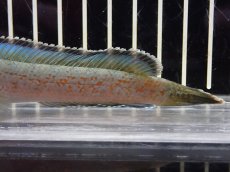 画像6: 【淡水魚】【通販】大特価 No1 チャンナ sp ゴールドダスト【個体販売】(±11cm)（大型魚・スネークヘッド）（生体）（熱帯魚）NKO (6)