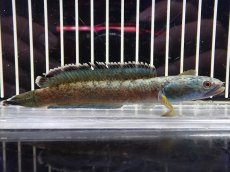 画像1: 【淡水魚】【通販】大特価 No2 チャンナ sp ゴールドダスト【個体販売】(±11cm)（大型魚・スネークヘッド）（生体）（熱帯魚）NKO (1)