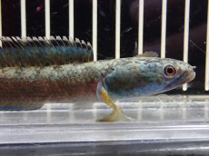 画像2: 【淡水魚】【通販】大特価 No2 チャンナ sp ゴールドダスト【個体販売】(±11cm)（大型魚・スネークヘッド）（生体）（熱帯魚）NKO (2)