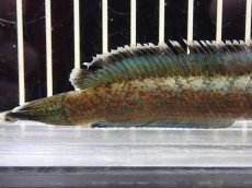 画像3: 【淡水魚】【通販】大特価 No2 チャンナ sp ゴールドダスト【個体販売】(±11cm)（大型魚・スネークヘッド）（生体）（熱帯魚）NKO (3)