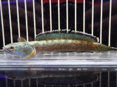 画像4: 【淡水魚】【通販】大特価 No2 チャンナ sp ゴールドダスト【個体販売】(±11cm)（大型魚・スネークヘッド）（生体）（熱帯魚）NKO (4)