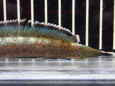 画像6: 【淡水魚】【通販】大特価 No2 チャンナ sp ゴールドダスト【個体販売】(±11cm)（大型魚・スネークヘッド）（生体）（熱帯魚）NKO (6)