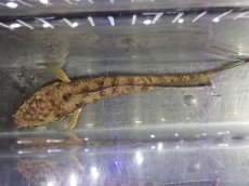 画像7: 【淡水魚】【通販】大特価 No2 チャンナ sp ゴールドダスト【個体販売】(±11cm)（大型魚・スネークヘッド）（生体）（熱帯魚）NKO (7)