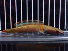 画像1: 【淡水魚】【通販】アイズファイヤースネークヘッド【個体販売】(±11cm)（大型魚・スネークヘッド）（生体）（熱帯魚）NKO (1)