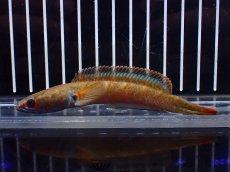 画像4: 【淡水魚】【通販】アイズファイヤースネークヘッド【個体販売】(±11cm)（大型魚・スネークヘッド）（生体）（熱帯魚）NKO (4)