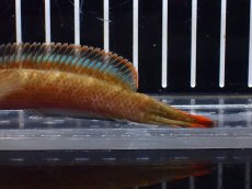 画像6: 【淡水魚】【通販】アイズファイヤースネークヘッド【個体販売】(±11cm)（大型魚・スネークヘッド）（生体）（熱帯魚）NKO (6)