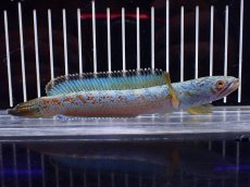 画像1: 【淡水魚】【通販】極上個体 No1 チャンナ sp ゴールドダスト【個体販売】(±14cm)(大型魚・スネークヘッド)(生体)(熱帯魚)NKO (1)