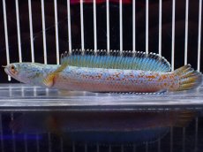 画像5: 【淡水魚】【通販】極上個体 No1 チャンナ sp ゴールドダスト【個体販売】(±14cm)(大型魚・スネークヘッド)(生体)(熱帯魚)NKO (5)