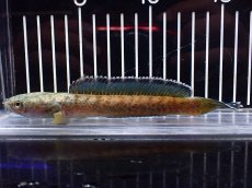 画像1: 【淡水魚】【通販】特価 No1 チャンナ sp ゴールドダスト【個体販売】(±15cm)(大型魚・スネークヘッド)(生体)(熱帯魚)NKO (1)