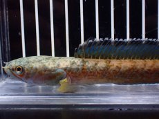 画像2: 【淡水魚】【通販】特価 No1 チャンナ sp ゴールドダスト【個体販売】(±15cm)(大型魚・スネークヘッド)(生体)(熱帯魚)NKO (2)