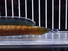 画像4: 【淡水魚】【通販】特価 No1 チャンナ sp ゴールドダスト【個体販売】(±15cm)(大型魚・スネークヘッド)(生体)(熱帯魚)NKO (4)