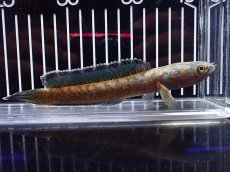 画像5: 【淡水魚】【通販】特価 No1 チャンナ sp ゴールドダスト【個体販売】(±15cm)(大型魚・スネークヘッド)(生体)(熱帯魚)NKO (5)