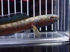 画像6: 【淡水魚】【通販】特価 No1 チャンナ sp ゴールドダスト【個体販売】(±15cm)(大型魚・スネークヘッド)(生体)(熱帯魚)NKO (6)