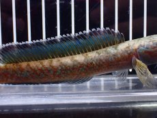 画像7: 【淡水魚】【通販】特価 No1 チャンナ sp ゴールドダスト【個体販売】(±15cm)(大型魚・スネークヘッド)(生体)(熱帯魚)NKO (7)