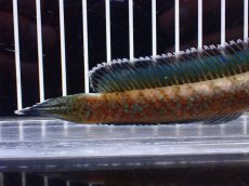 画像8: 【淡水魚】【通販】特価 No1 チャンナ sp ゴールドダスト【個体販売】(±15cm)(大型魚・スネークヘッド)(生体)(熱帯魚)NKO (8)