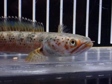 画像6: 【淡水魚】【通販】特価 No1 チャンナ sp パルダリス(ブルームーンギャラクシースネークヘッド)【個体販売±12cm(生体)(熱帯魚)NKO (6)