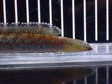 画像4: 【淡水魚】【通販】特価 No2 チャンナ sp パルダリス(ブルームーンギャラクシースネークヘッド)【個体販売±12cm(生体)(熱帯魚)NKO (4)