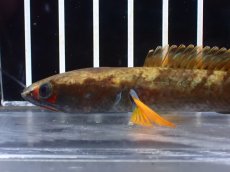 画像2: 【淡水魚】【通販】特価 No2 アイズファイヤースネークヘッド【個体販売】(±11cm)(大型魚・スネークヘッド)(生体)(熱帯魚)NKO (2)