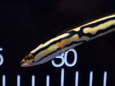 画像3: 【淡水魚】【通販】トーマンエマス【個体販売】(±8cm)(大型魚・スネークヘッド)(生体)(熱帯魚)NKO (3)