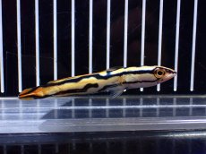 画像1: 【淡水魚】【通販】No1 トーマンエマス【個体販売】(±7-8cm)(大型魚・スネークヘッド)(生体)(熱帯魚)NKO (1)