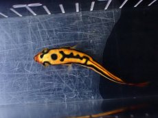 画像5: 【淡水魚】【通販】No2 トーマンエマス【個体販売】(±7-8cm)(大型魚・スネークヘッド)(生体)(熱帯魚)NKO (5)