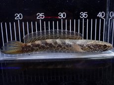 画像4: 【淡水魚】【通販】大特価 No2 チャンナ トルサエンシス【個体販売】(±19cm)(大型魚・スネークヘッド)(生体)(熱帯魚)NKO (4)