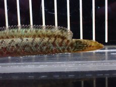 画像6: 【淡水魚】【通販】大特価 No2 チャンナ sp パルダリス(ブルームーンギャラクシースネークヘッド)【個体販売】(生体)(熱帯魚)NKO (6)