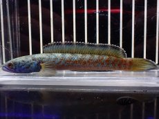 画像1: 【淡水魚】【通販】大特価 極青 No1 チャンナ sp ゴールドダスト【個体販売】(±12cm)(大型魚)(生体)(熱帯魚)NKO (1)