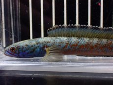 画像2: 【淡水魚】【通販】大特価 極青 No1 チャンナ sp ゴールドダスト【個体販売】(±12cm)(大型魚)(生体)(熱帯魚)NKO (2)