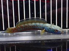 画像4: 【淡水魚】【通販】大特価 極青 No1 チャンナ sp ゴールドダスト【個体販売】(±12cm)(大型魚)(生体)(熱帯魚)NKO (4)