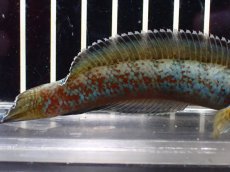 画像6: 【淡水魚】【通販】大特価 極青 No1 チャンナ sp ゴールドダスト【個体販売】(±12cm)(大型魚)(生体)(熱帯魚)NKO (6)