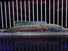 画像1: 【淡水魚】【通販】大特価 極青 No2 チャンナ sp ゴールドダスト【個体販売】(±13cm)(大型魚)(生体)(熱帯魚)NKO (1)